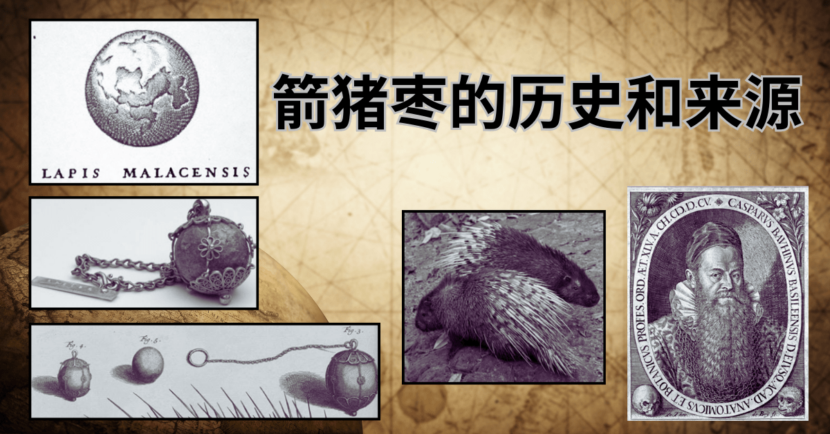 箭猪枣的历史和来源 | BezLife 健康方案 | BezLife | The Porcupine Bezoar Wellness Company